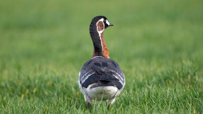 Red-breasted Goose
