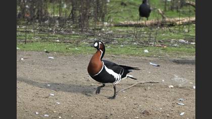 Red-breasted Goose