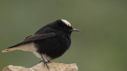 Aktepeli kuyrukkakan » White-crowned Wheatear » Oenanthe leucopyga