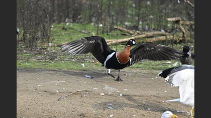 Red-breasted Goose