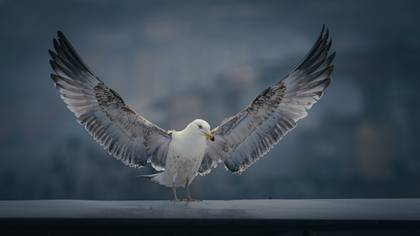 Gümüş martı » Yellow-legged Gull » Larus michahellis