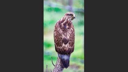 Common Buzzard