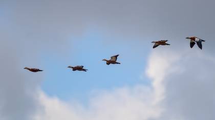 Ruddy Shelduck