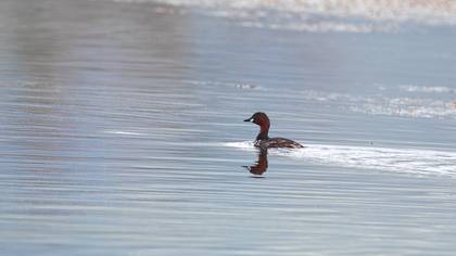 Little Grebe