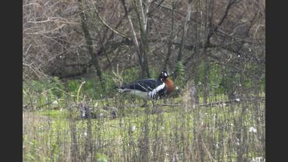 Red-breasted Goose