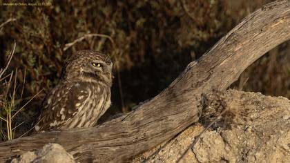 Kukumav » Little Owl » Athene noctua