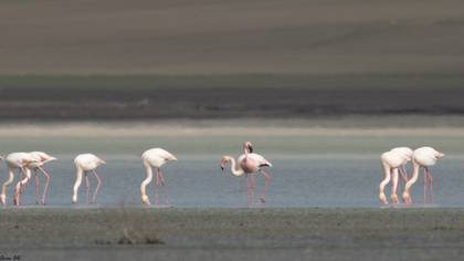 Küçük flamingo