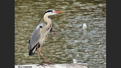 Grey Heron