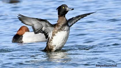 Tepeli patka » Tufted Duck » Aythya fuligula