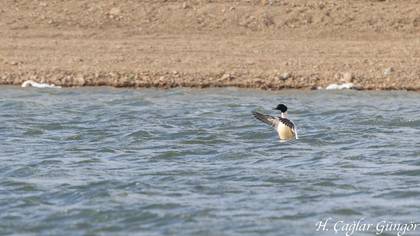 Büyük tarakdiş » Common Merganser » Mergus merganser
