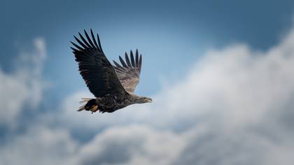 Akkuyruklu kartal » White-tailed Eagle » Haliaeetus albicilla