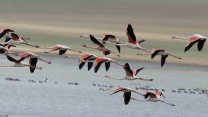 Küçük flamingo