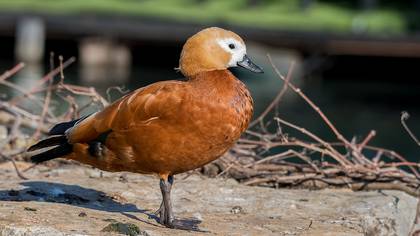 Ruddy Shelduck
