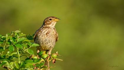 Tarla kirazkuşu » Corn Bunting » Emberiza calandra