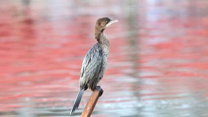 Pygmy Cormorant