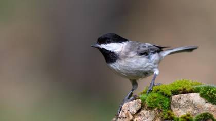 Akyanaklı baştankara