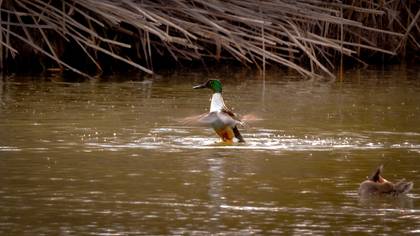 Kaşıkgaga » Northern Shoveler » Spatula clypeata