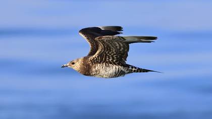Korsanmartı » Parasitic Jaeger » Stercorarius parasiticus