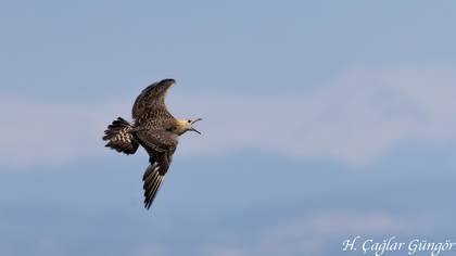 Korsanmartı » Parasitic Jaeger » Stercorarius parasiticus