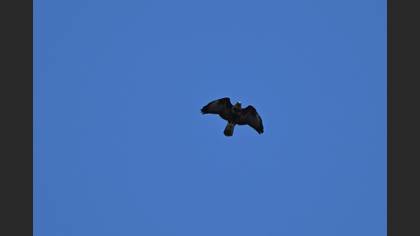 Common Buzzard