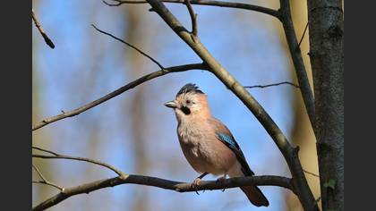 Eurasian Jay