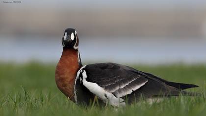 Red-breasted Goose