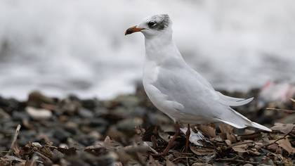 Akdeniz martısı
