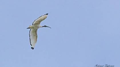 African Sacred Ibis