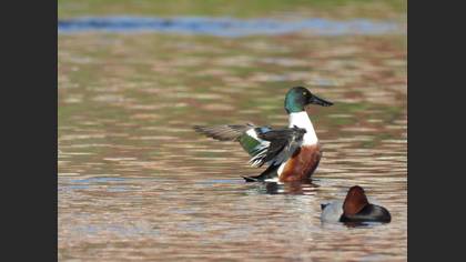 Northern Shoveler