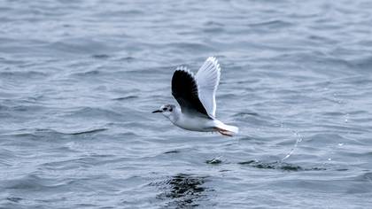 Küçük martı » Little Gull » Hydrocoloeus minutus