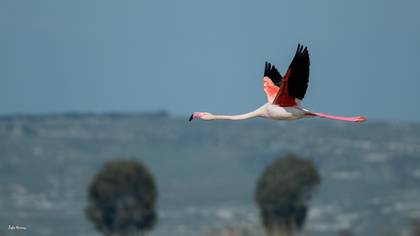Flamingo