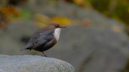 Derekuşu » White-throated Dipper » Cinclus cinclus