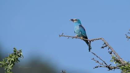 Gökkuzgun » European Roller » Coracias garrulus
