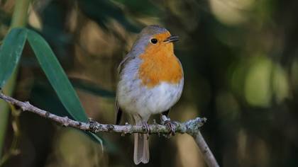 European Robin