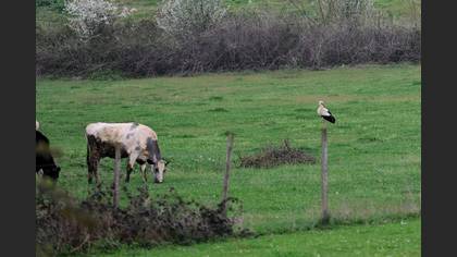 White Stork