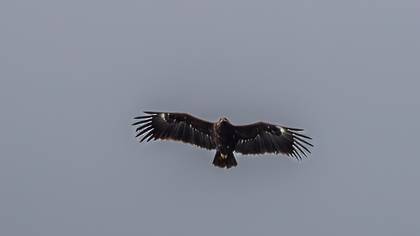 Greater Spotted Eagle
