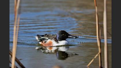 Northern Shoveler