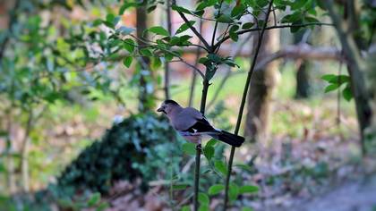 Eurasian Jay