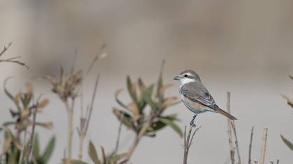 Türkistan örümcekkuşu » Red-tailed Shrike » Lanius phoenicuroides