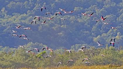 Flamingo