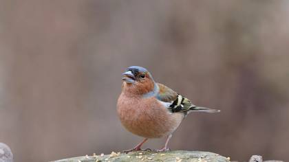 Common Chaffinch