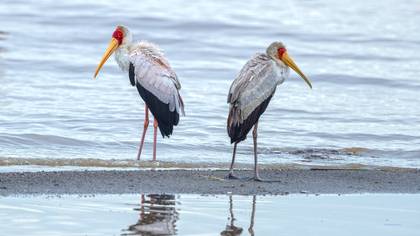 Yellow-billed Stork