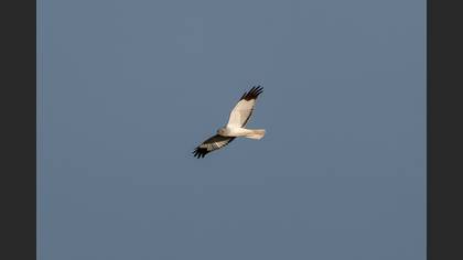 Gökçe delice