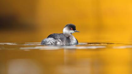 Karaboyunlu batağan » Black-necked Grebe » Podiceps nigricollis