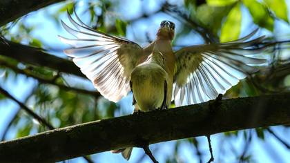Common Chaffinch