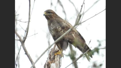 Common Buzzard