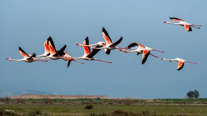 Flamingo