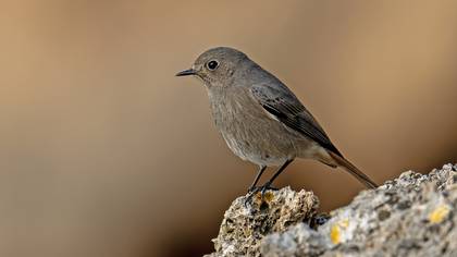 Kara kızılkuyruk » Black Redstart » Phoenicurus ochruros