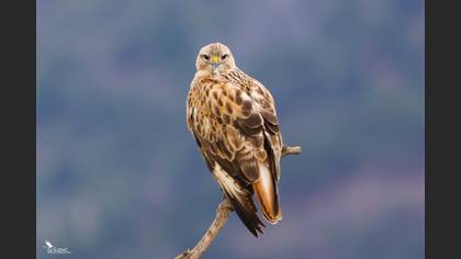 Long-legged Buzzard