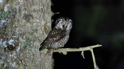Paçalı baykuş » Boreal Owl » Aegolius funereus